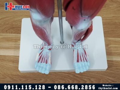 Mô hình giải phẫu cơ và nội tạng bóc tách 78cm