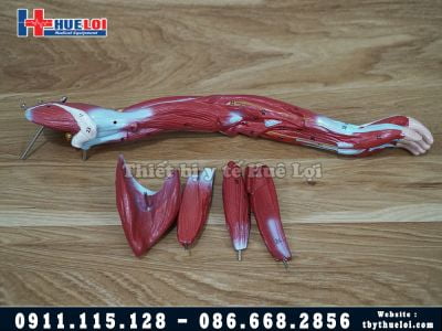 Mô hình giải phẫu cơ và nội tạng bóc tách 78cm