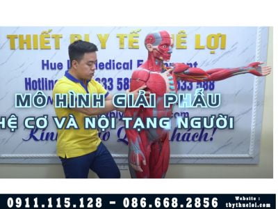 Mô hình giải phẫu toàn bộ hệ cơ và nội tạng 170Cm