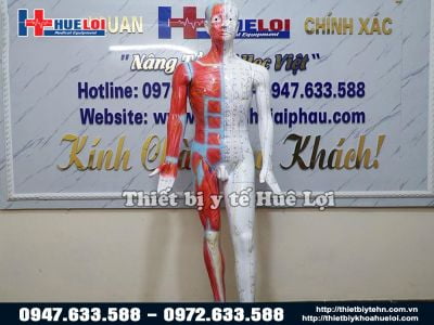 Mô hình huyệt vị - giải phẫu cơ thể người 178cm