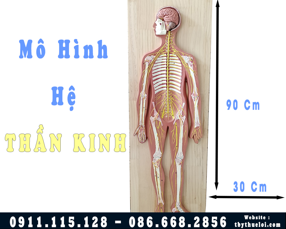 Mô hình hệ thần kinh toàn bộ