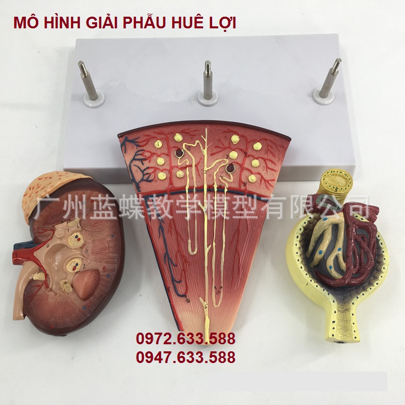 mo-hinh-giai-phau-than-nguoi