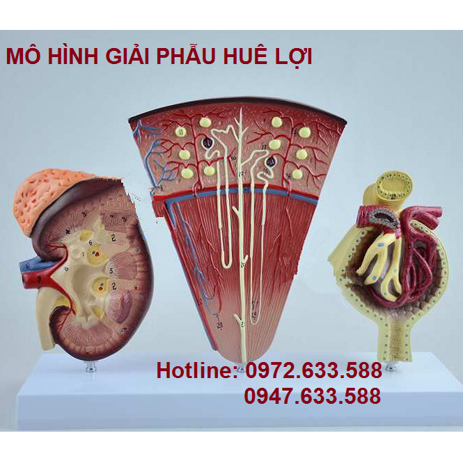 mo-hinh-giai-phau-cau-than